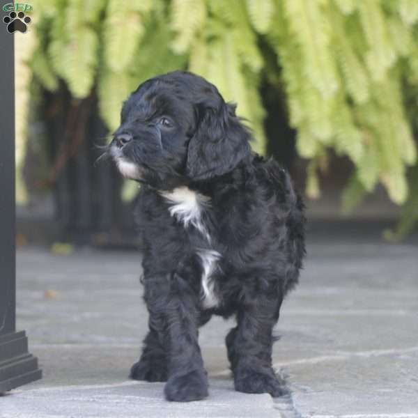 Kelsey – F1b, Cavapoo Puppy